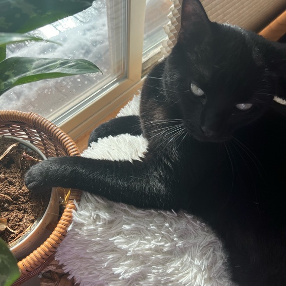 🖤 BLIND DATE WITH A BOOK 🔪 ❣️ LIVE SHOW LISTING ☠️ 📚 TRUE CRIME STORY TIME - Picture 5 of 8